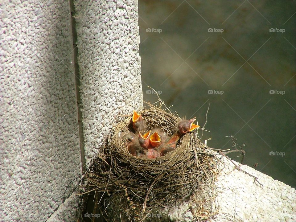 High angle view of baby robins in nest