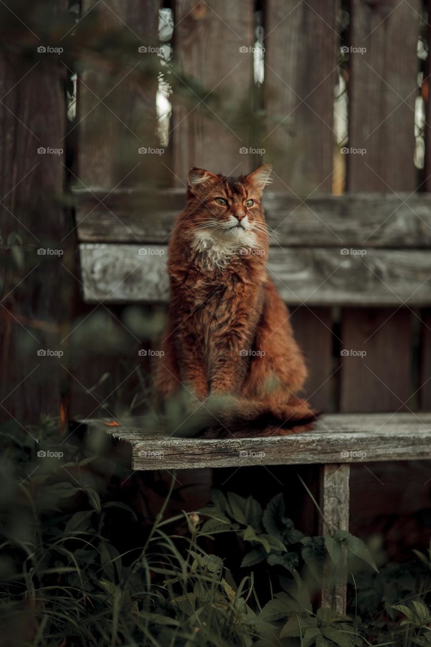 Rudy somali cat sitting on an old wooden bench at summer day