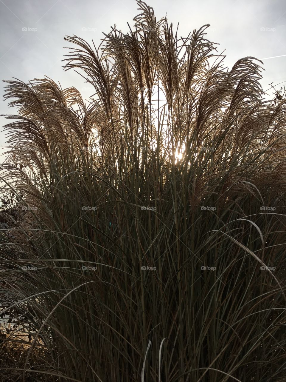 December morning frost in CT