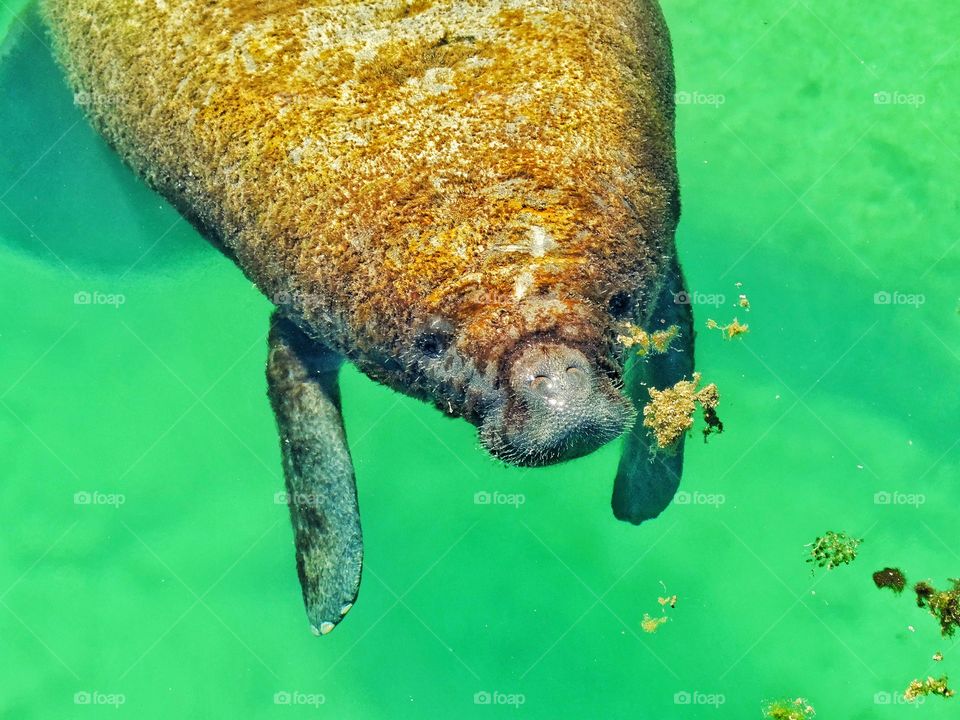 Manatee In The Caribbean
