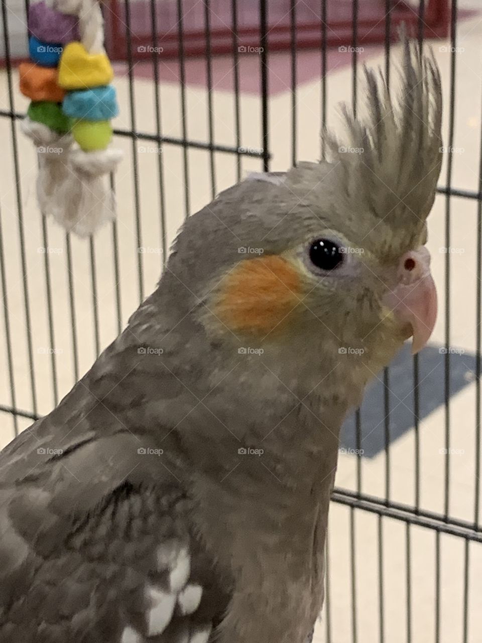 Cockatiel at the pet store 