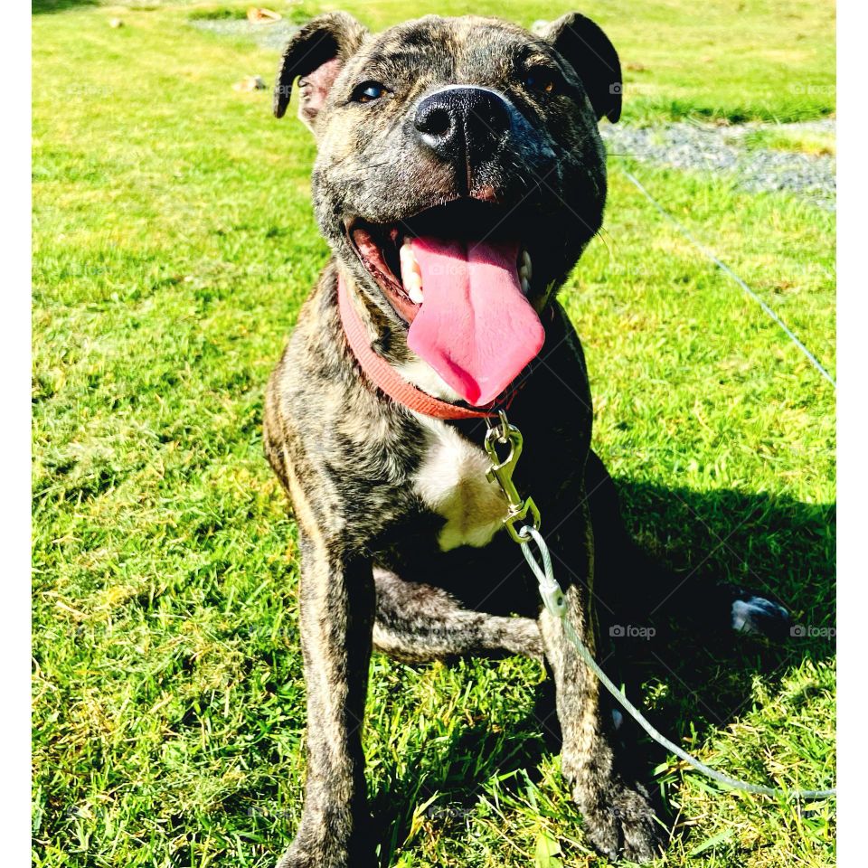 Happy puppy today! Enjoying the sunshine☀️