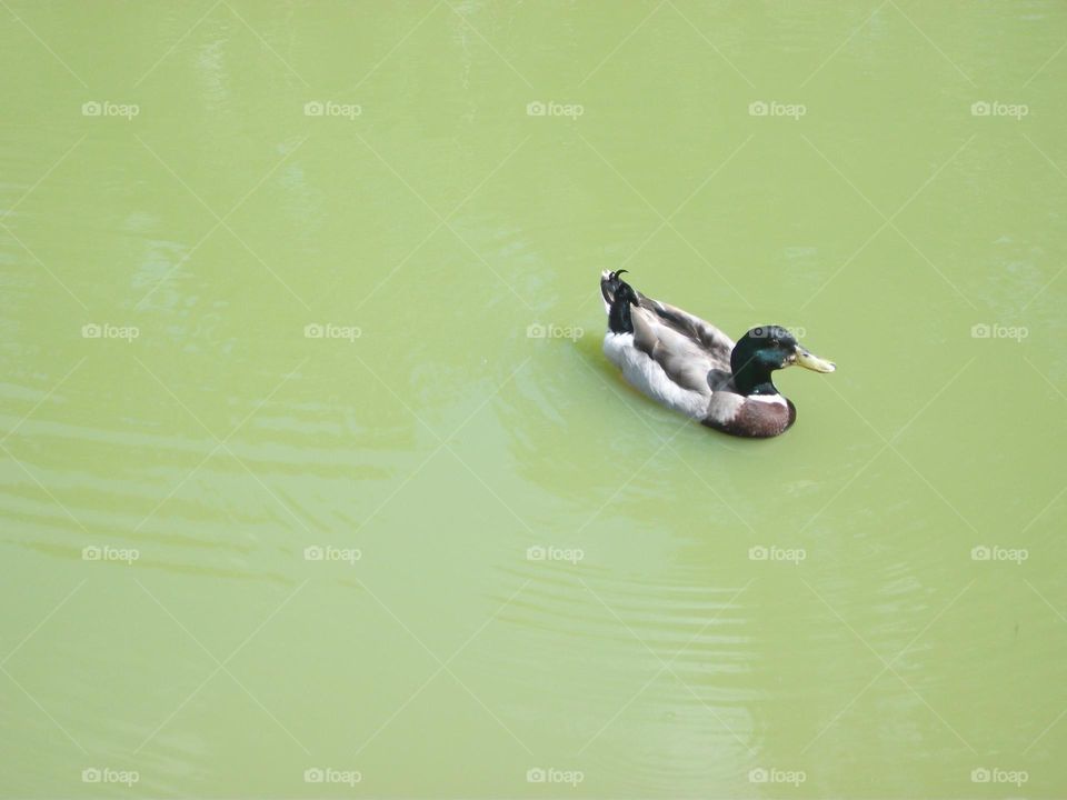 Marreco ou Pato selvagem. Tranquilo e inocente a nadar em sua agua preferida.