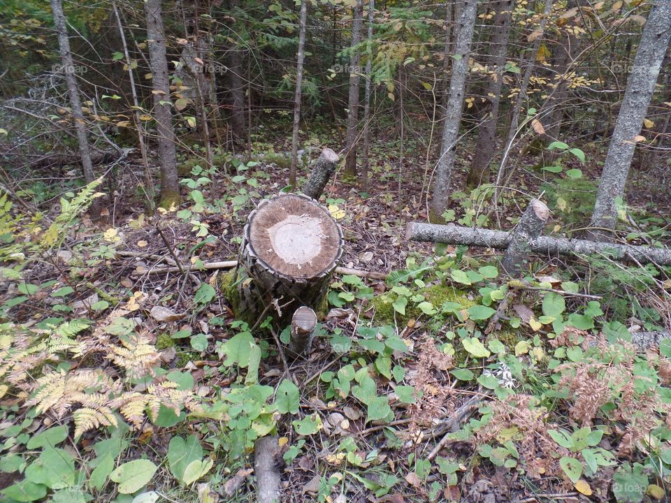 Drummond Island, Michigan 