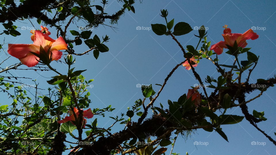 ARBUSTO FLOR DE HIBISCO CÉU AZULADO