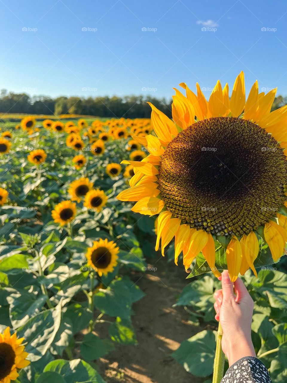 Hi! Sunflowers 🌻