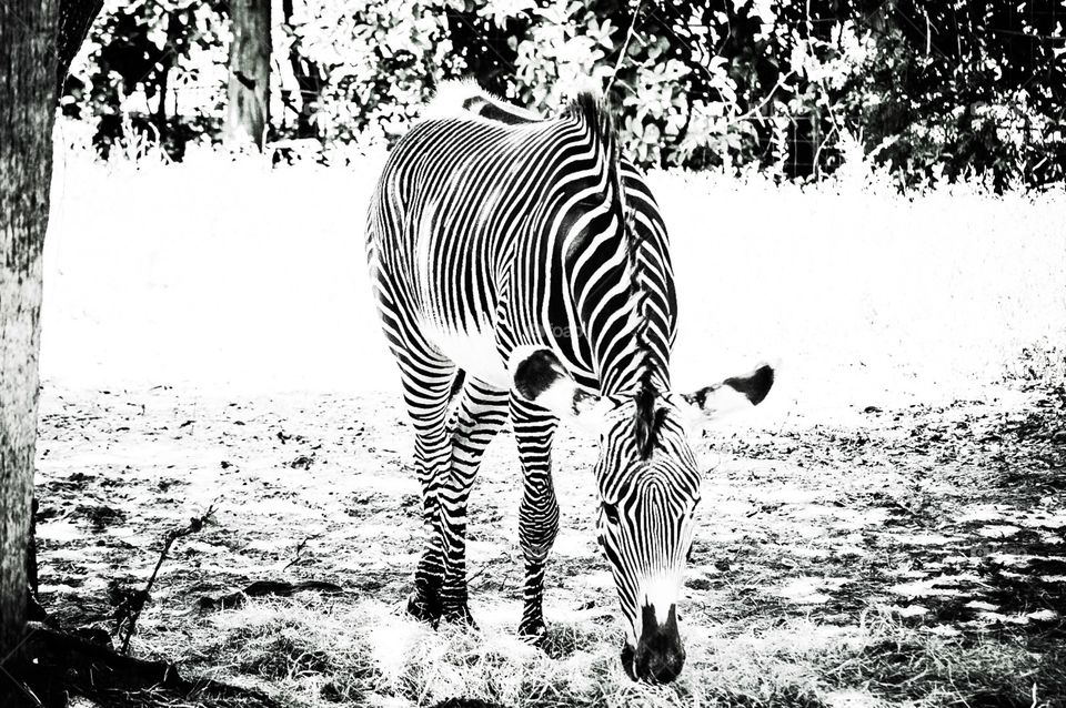 A Zebra Named Jeni. A Grevy's Zebra grazing