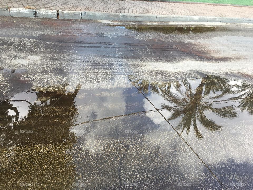 Reflection of palms trees in a puddle on the road
