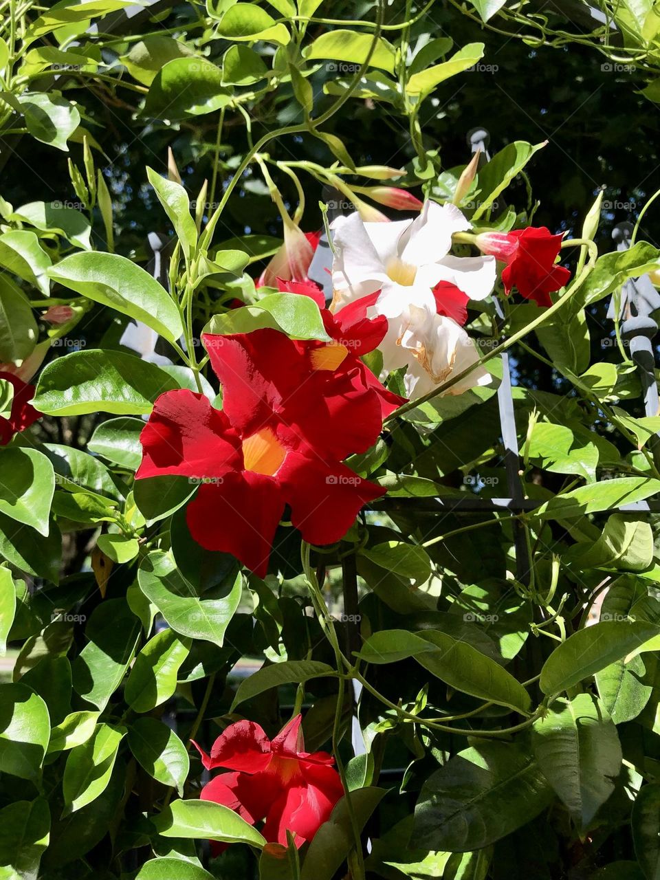 Mandevilla vine flowers leaves foliage trellis summer backyard privacy garden container gardening patio plants neighborhood landscaping sunny weather light rays shadows buds