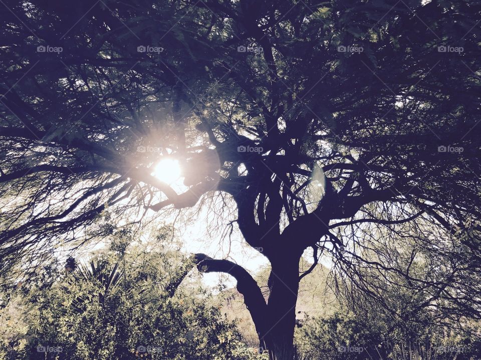 Sun Tree
