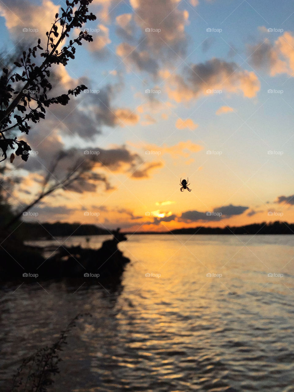 Sunset spider