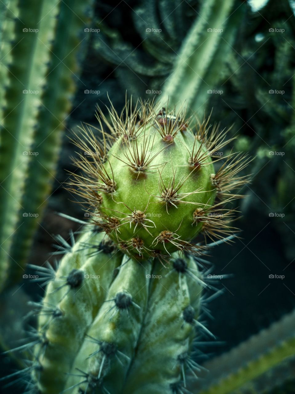 Cactus series