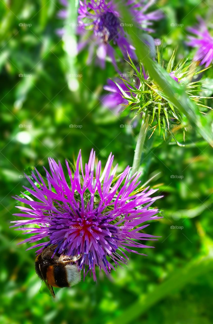 Bumble bee on thistle flower