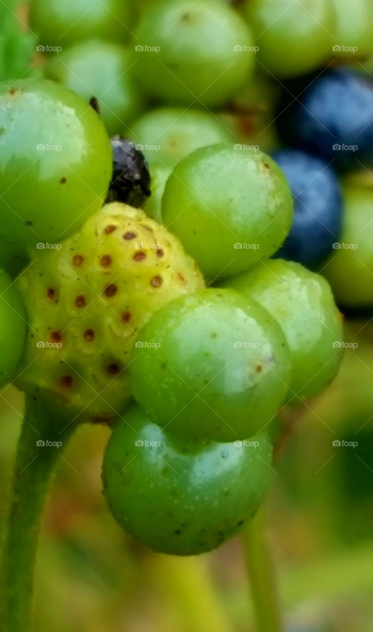 passion flower berries