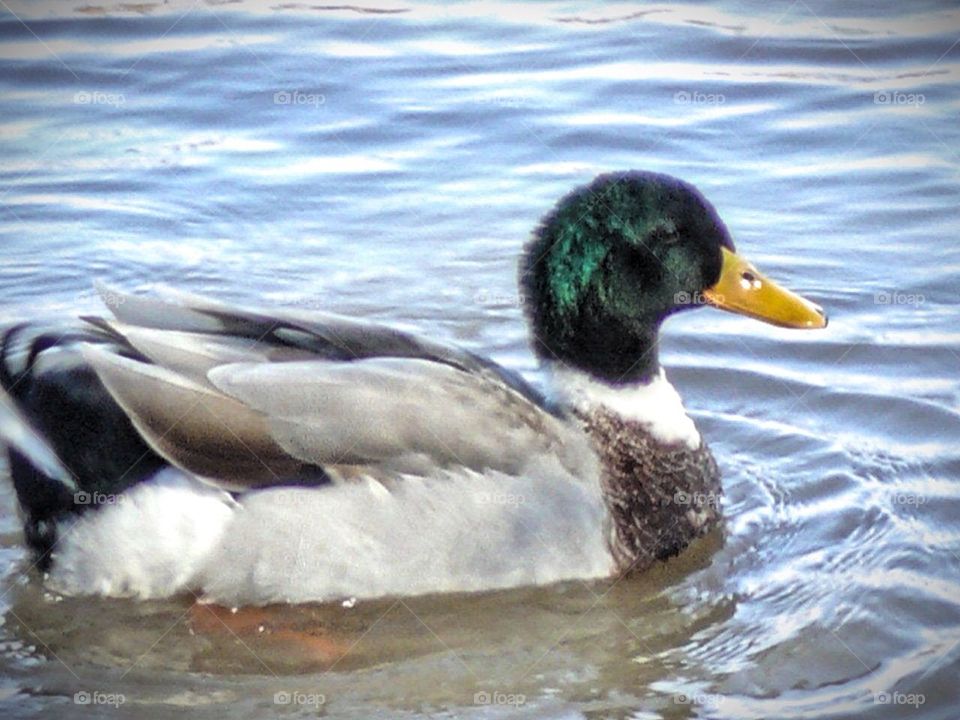 Millard duck