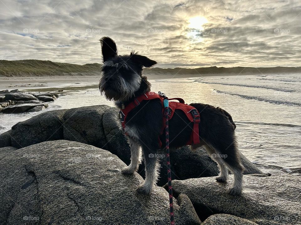 Dog on beach