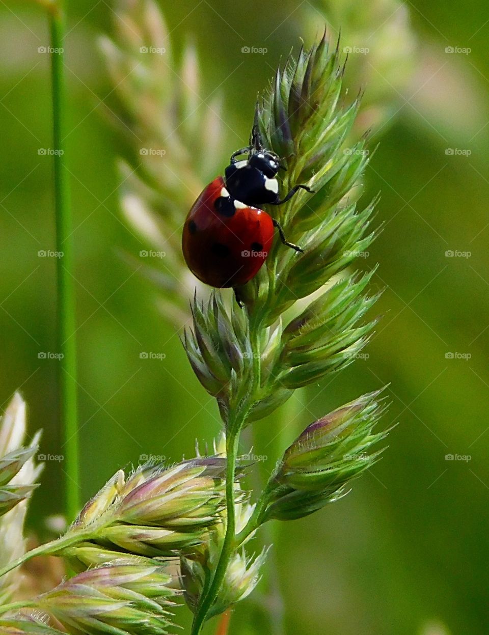 Ladybird Relaxing