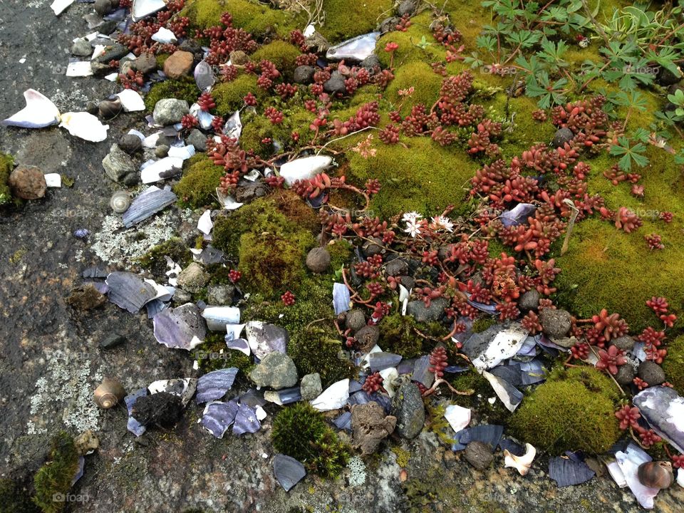 Extreme close-up of rock and sea shell at antarctic flora