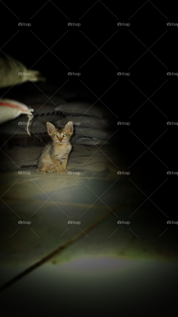 The little one with the sharp gaze