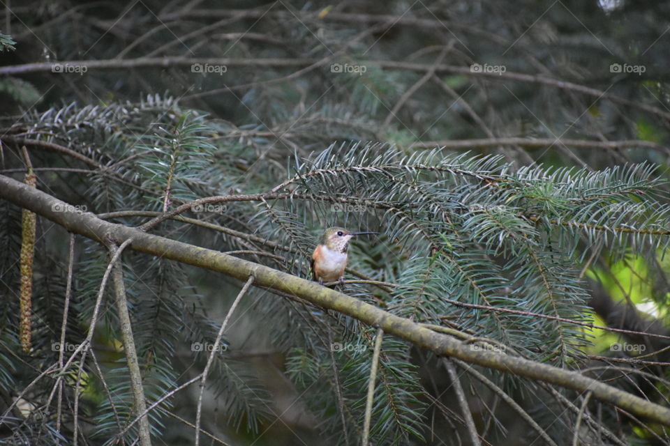 hummingbird sitting in a tree