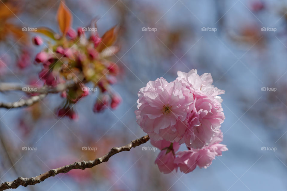 Rose like multilayered petals of Kanzan yaezakura blossoms