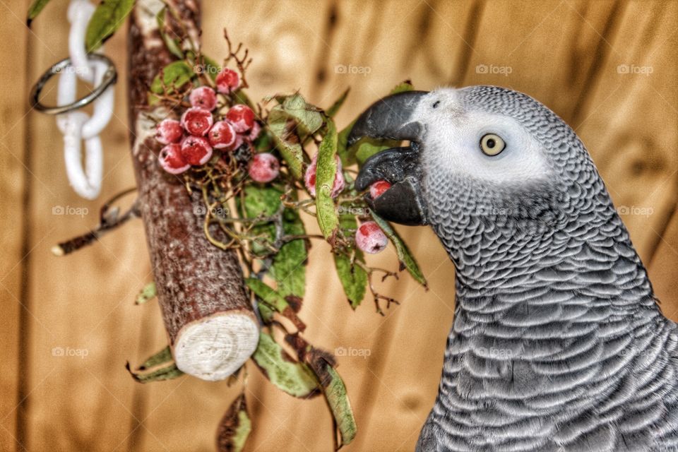 Parrot. Eating rowanberries