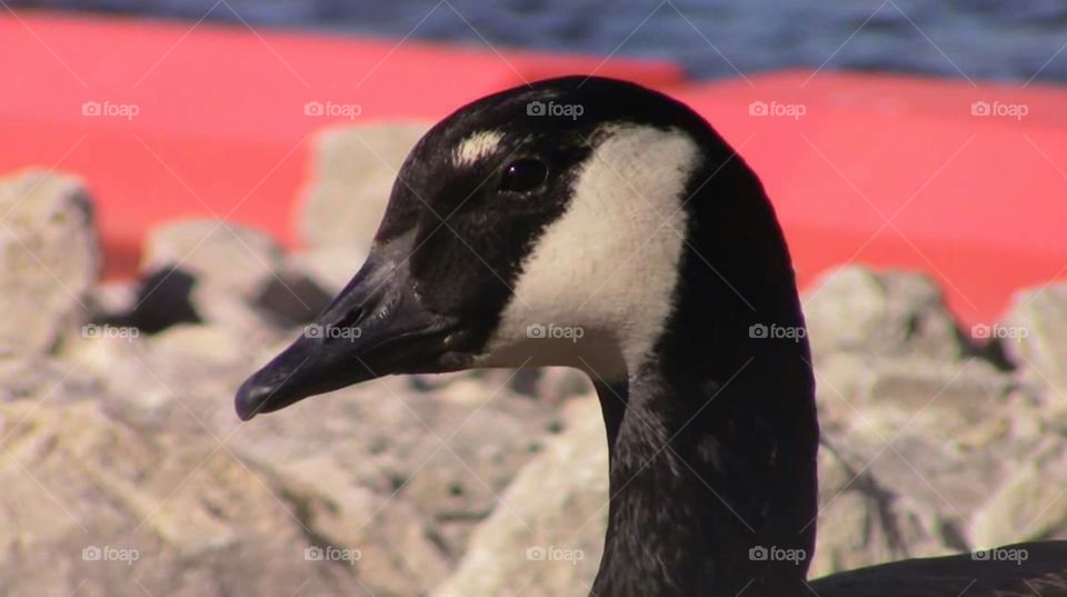 Canadian goose up close