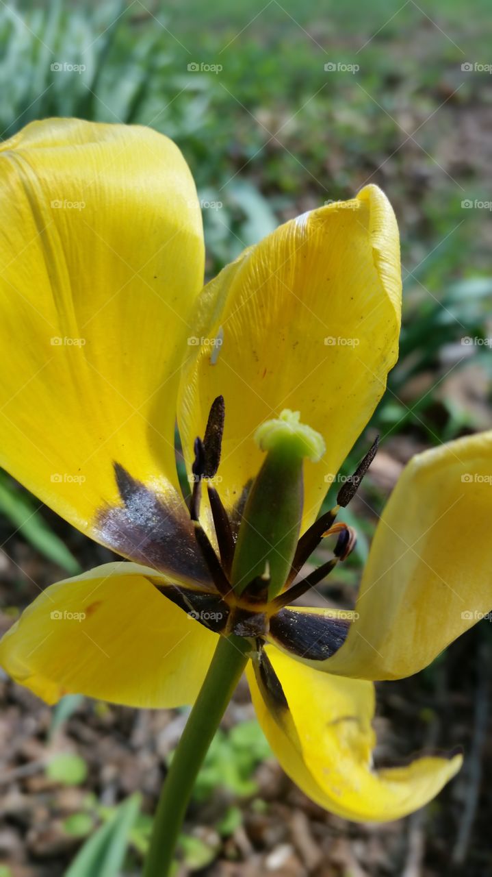 Spring Flowers - Tulip