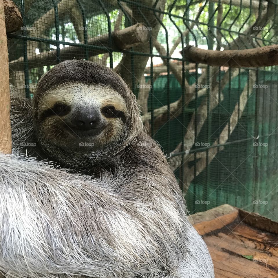 Smiling sloth