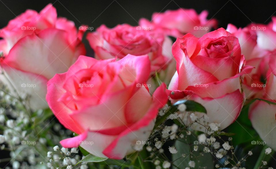 Flower, Rose, Love, Wedding, Romance