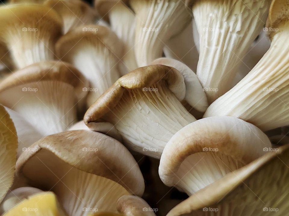 Closeup of oyster mushrooms