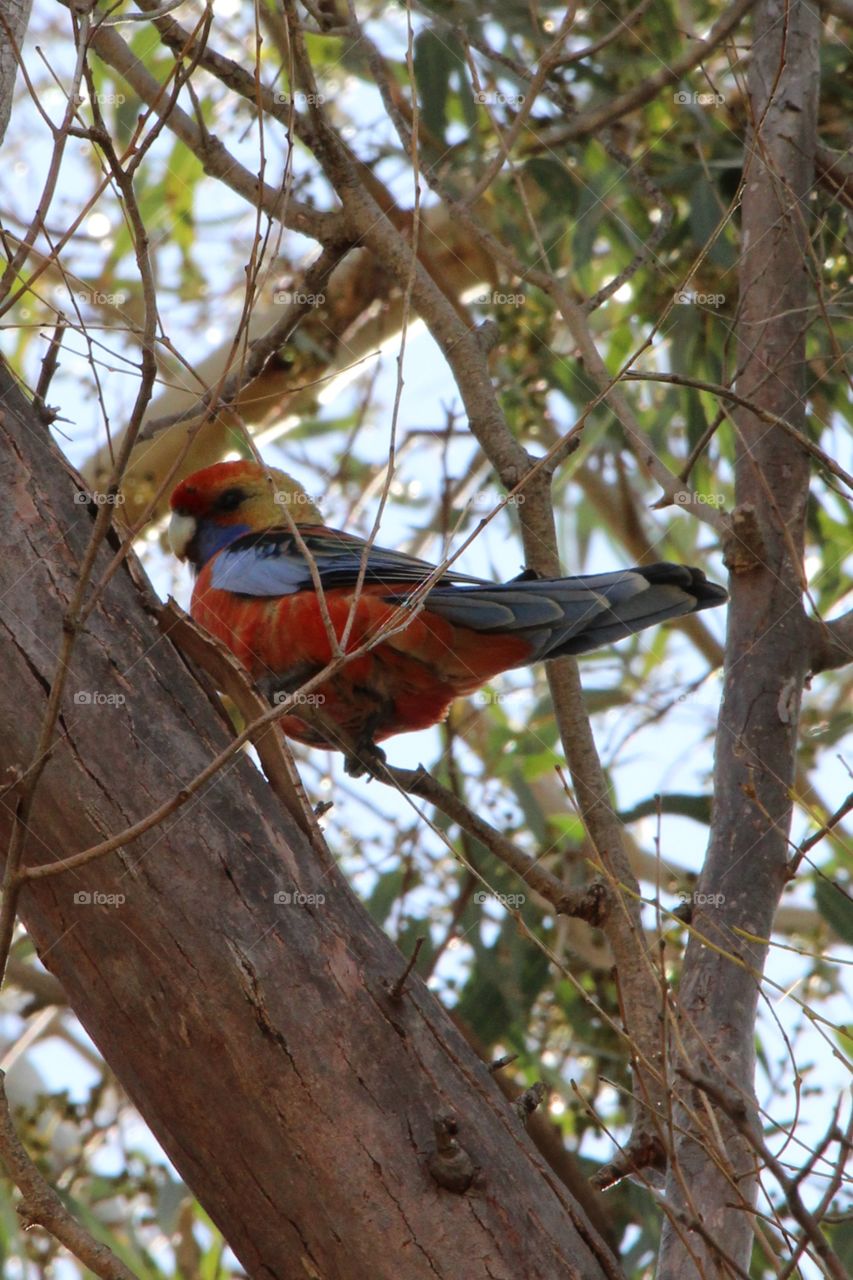 Rosella hanging out on a tree branch