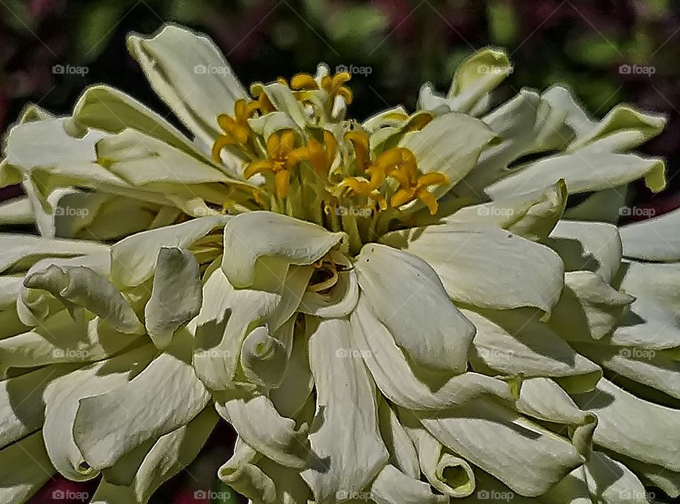 White flower.