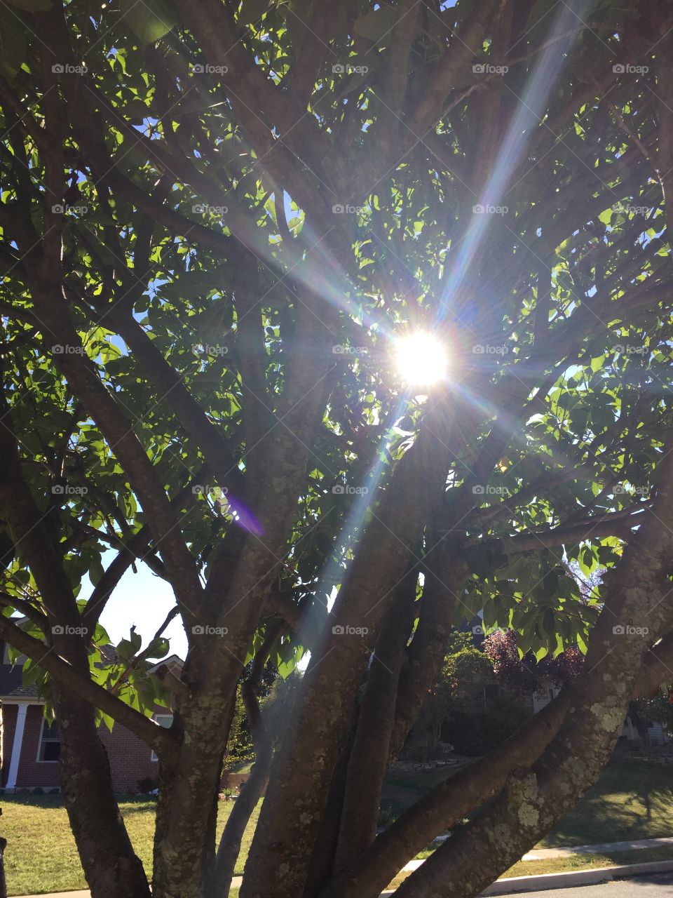 Sunny tree 
