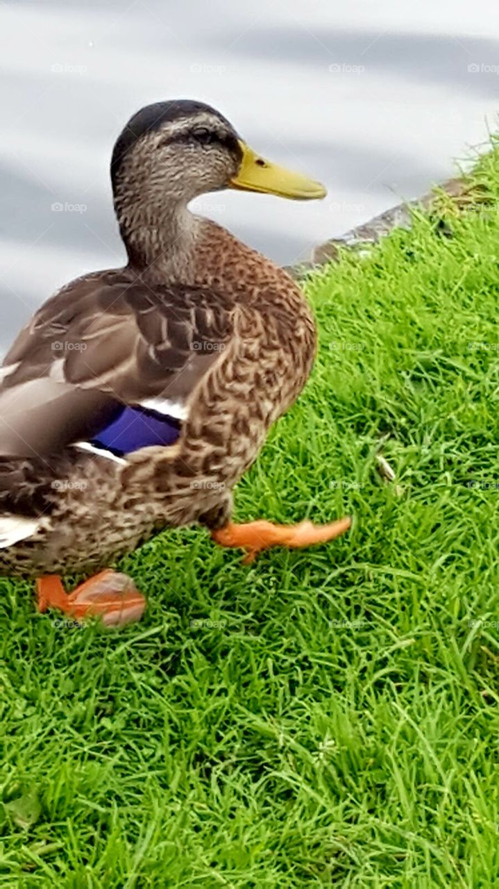 Gans läuft über die Wiese