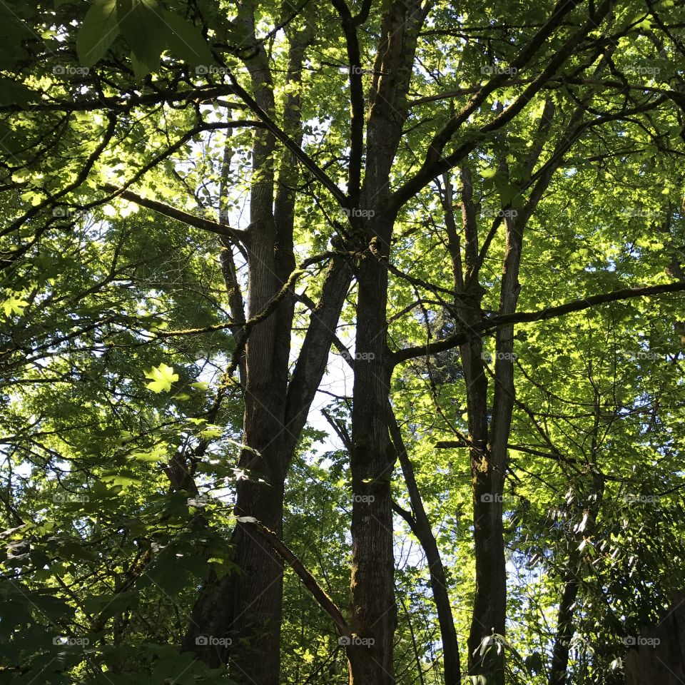 A beautiful morning in the woods of Washington state.