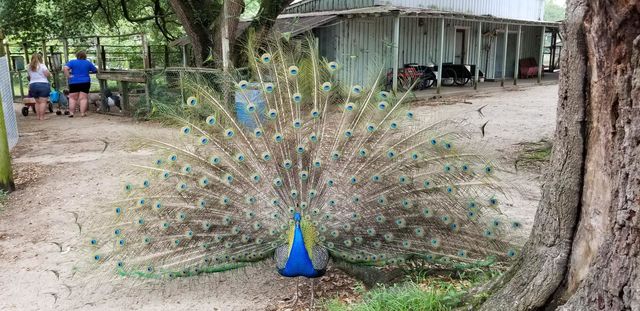 Peacock