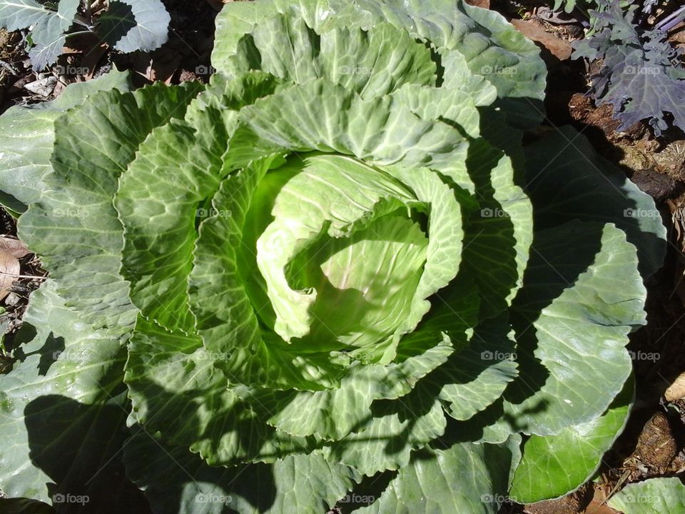 Cabbage is ready