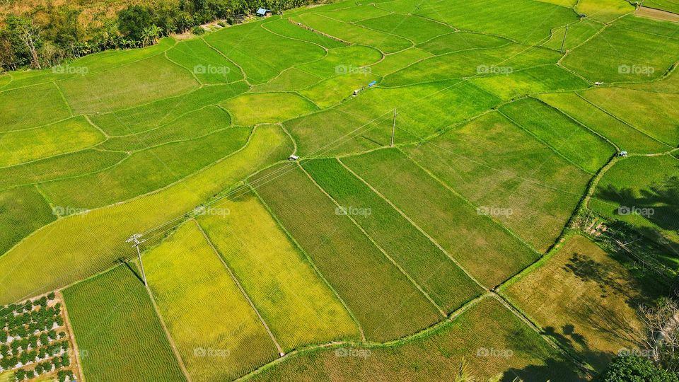 Rice Fields Aerial View 