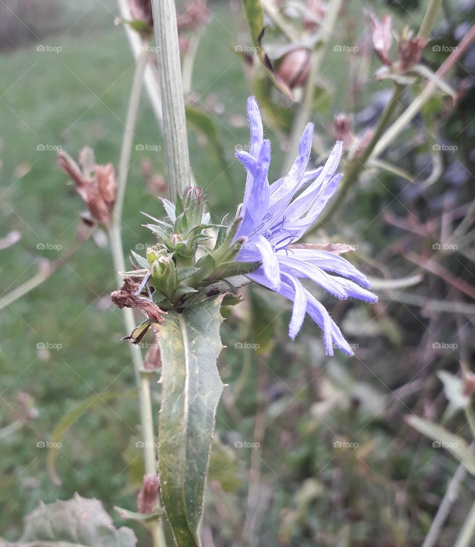 blue flower of a meadow chicory wanderer