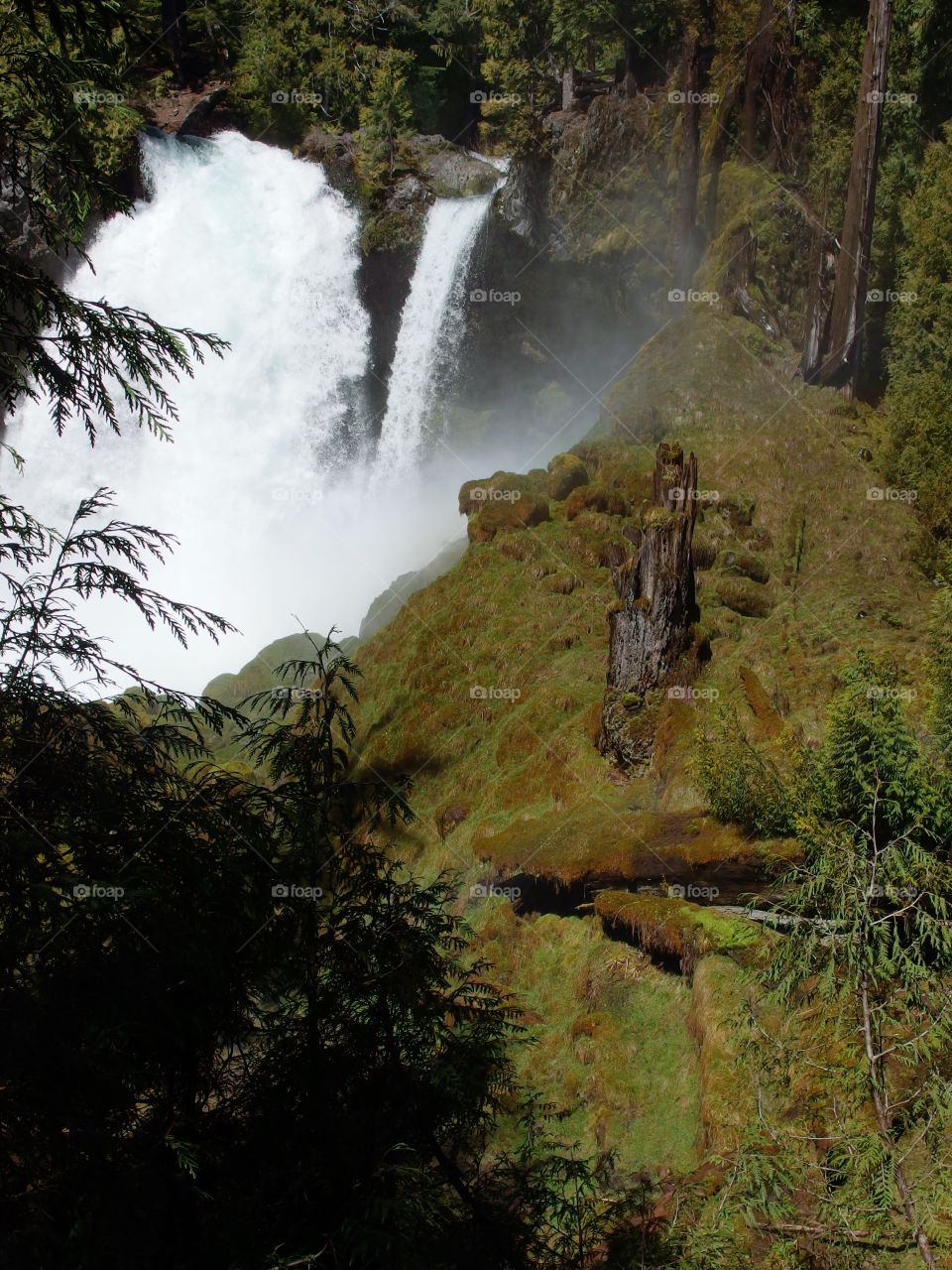 The beautiful waters of Sahalie Falls on the McKenzie River rushing over a rugged cliff into its canyon covered in bright green moss, trees, and tree stumps on a sunny spring day in Western Oregon. 