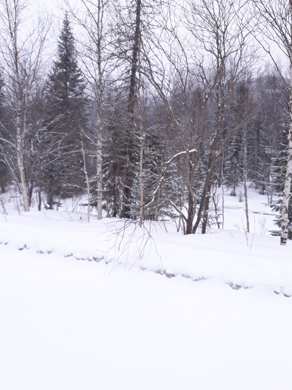 Тайга,снег.Весна