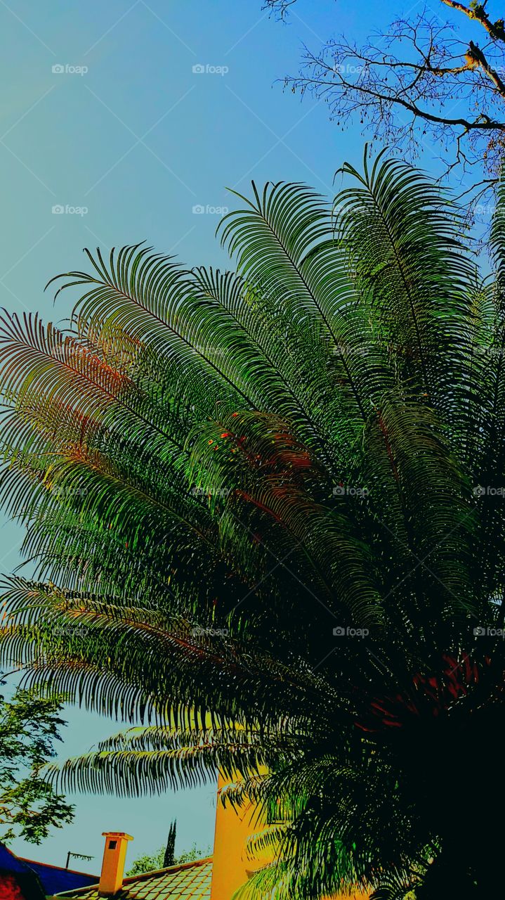 NATURE EDITION PLANT