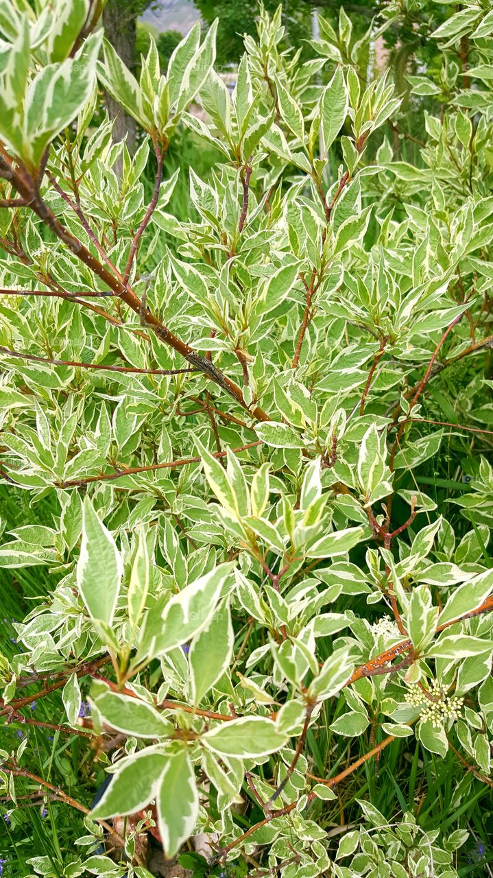 White edged leaves