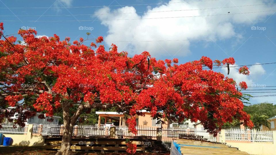 Flamboyán Tree