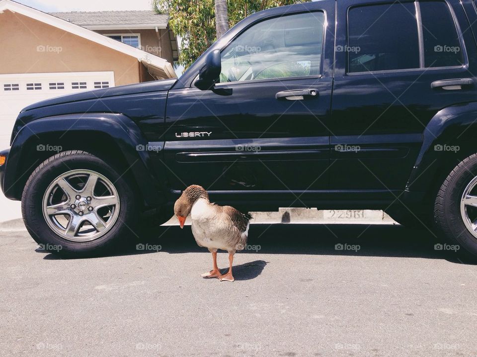 A random duck