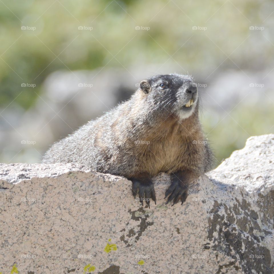 Marmot 