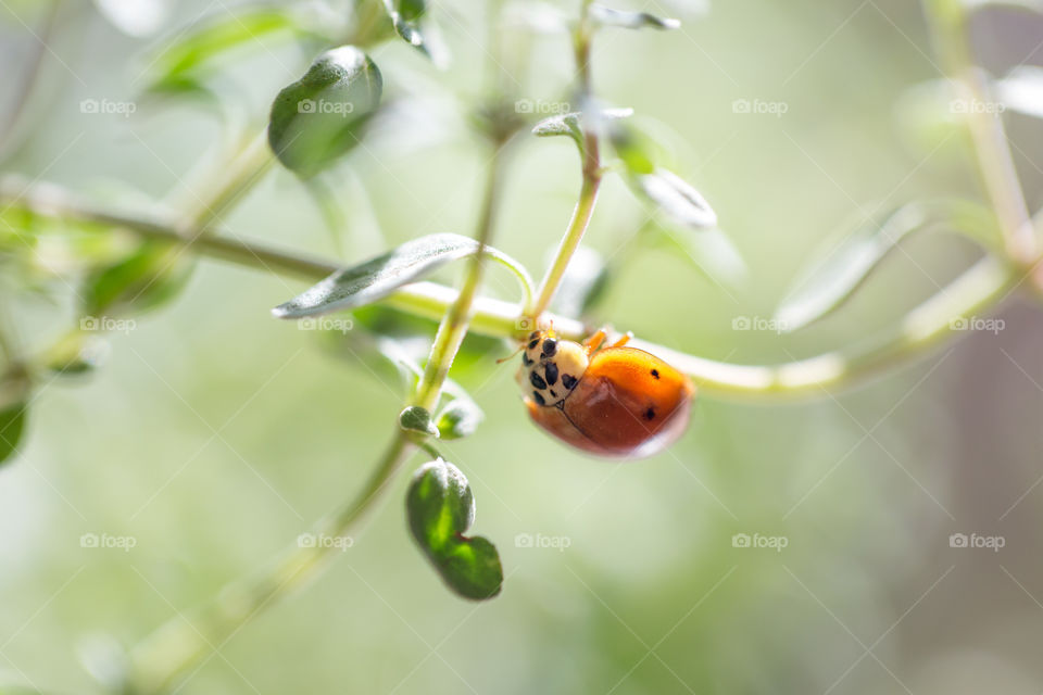 Ladybug on a plant