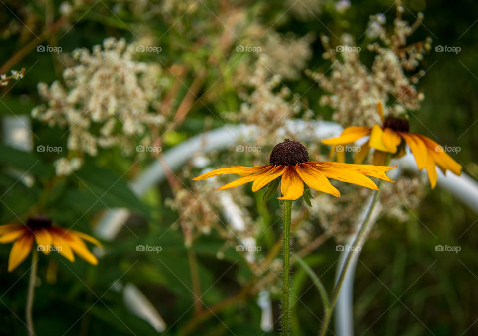 Daisies 