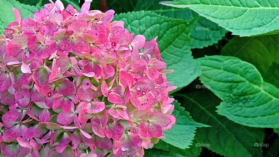 Gardenia magnificence